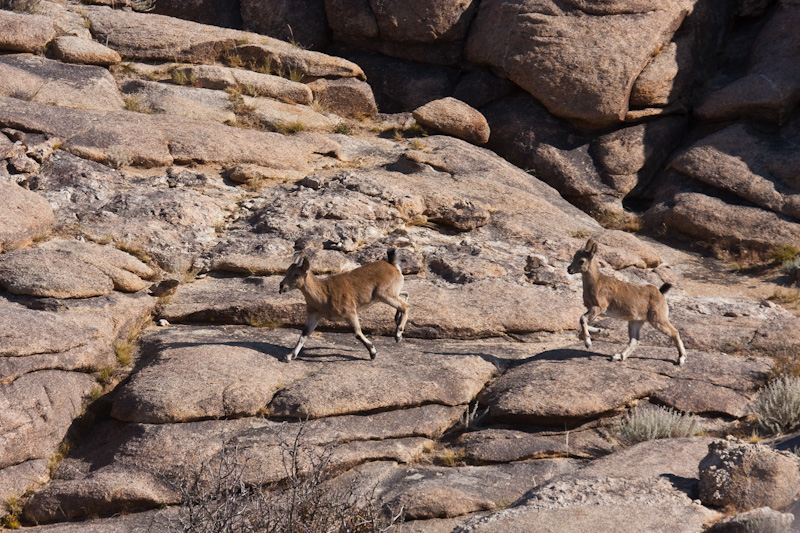 Siberian Ibex